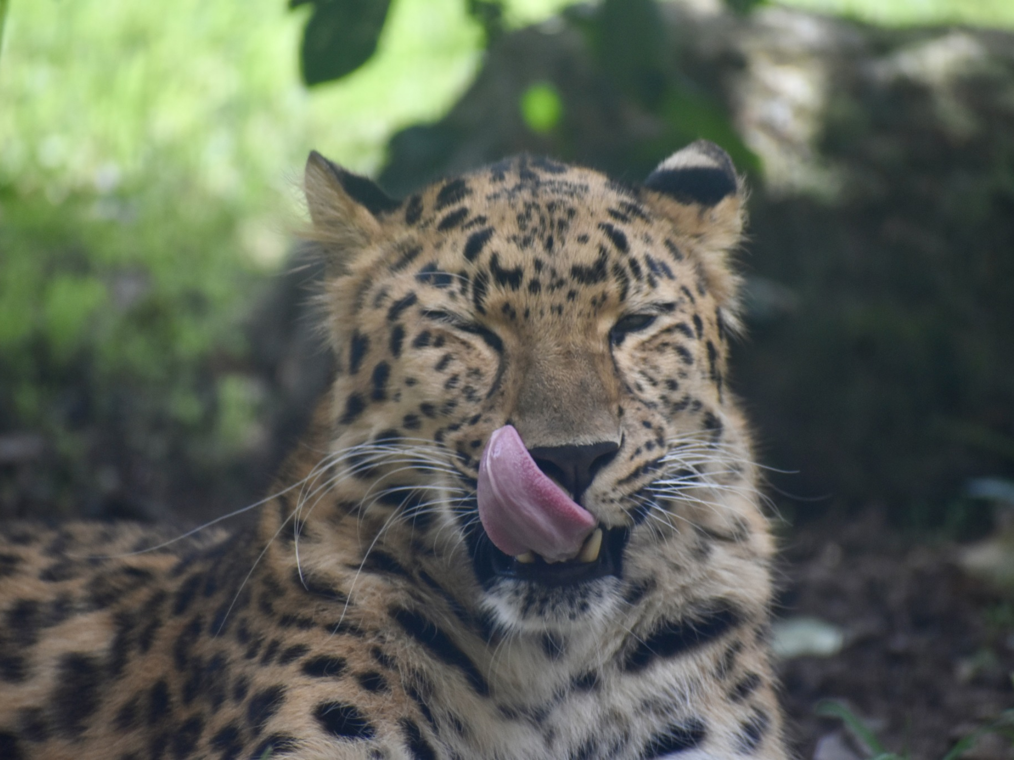 Something Wild is on the Way — Greenville Zoo Foundation